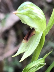 Pterostylis chocolatina