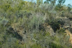 Dicerothamnus rhinocerotis