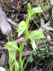 Pterostylis chocolatina