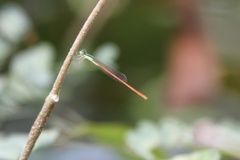Agriocnemis ruberrima