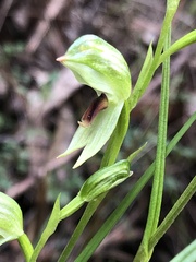 Pterostylis chocolatina