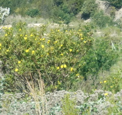 Osteospermum moniliferum