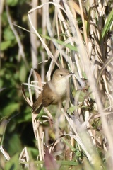 Acrocephalus australis