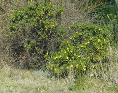 Osteospermum moniliferum