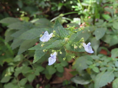 Isodon amethystoides