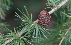 Larix decidua
