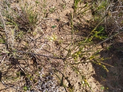 Struthiola dodecandra