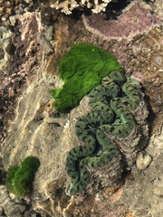 Tridacna maxima