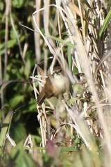 Acrocephalus australis