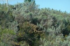 Dicerothamnus rhinocerotis