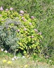 Pelargonium zonale