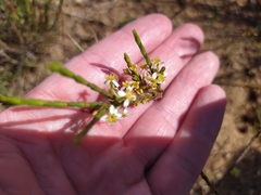 Struthiola dodecandra
