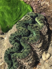 Tridacna maxima