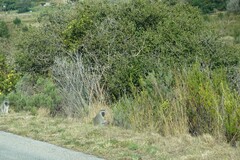 Chlorocebus pygerythrus pygerythrus