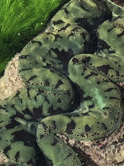 Tridacna maxima