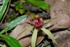 Caladenia australis