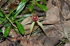 Caladenia australis