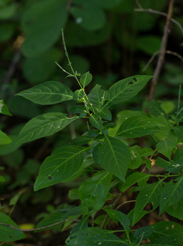 Justicia stachytarphetoides image