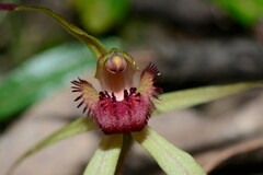 Caladenia australis