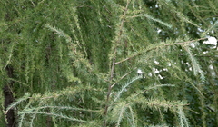 Larix decidua