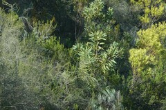 Protea