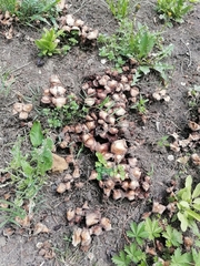 Coprinopsis romagnesiana