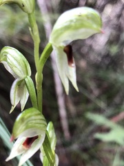 Pterostylis chocolatina