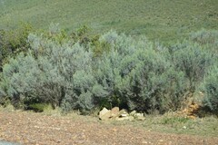 Dicerothamnus rhinocerotis