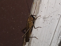 Neoconocephalus ensiger