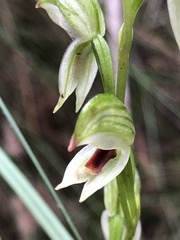 Pterostylis chocolatina