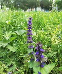 Ajuga genevensis