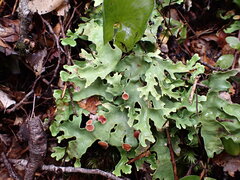 Pseudocyphellaria homoeophylla