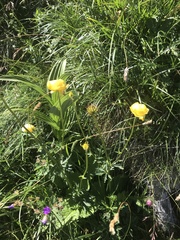 Trollius europaeus