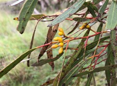 Eucalyptus leptophylla