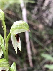 Pterostylis chocolatina
