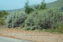 Dicerothamnus rhinocerotis