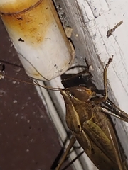 Neoconocephalus ensiger