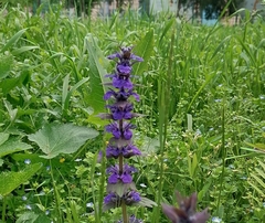 Ajuga genevensis