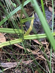 Pterostylis chocolatina