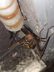 Neoconocephalus ensiger