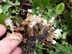 Pseudocyphellaria homoeophylla