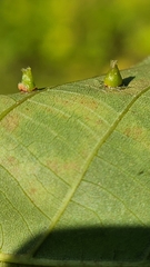 Caryomyia caminata
