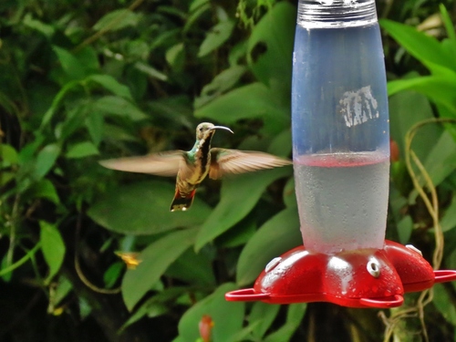 Anthracothorax prevostii