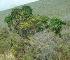 Osteospermum moniliferum