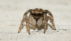 Maratus