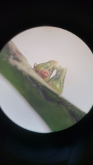 Caryomyia caminata