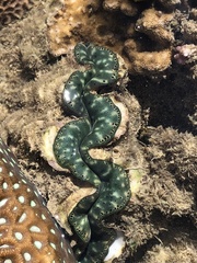 Tridacna maxima