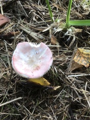 Russula sanguinea