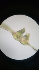 Caryomyia caminata