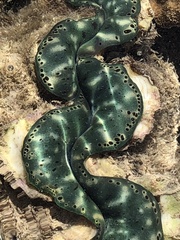 Tridacna maxima